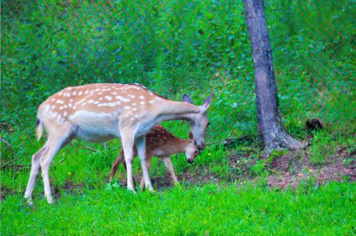 【暑假】亲子/单飞：小兴安岭6天5晚,与鹿同眠\药膳香囊\森林漂流\野外铁锅炖\红松认领\蓝莓采摘|6~13岁亲子 商品图0