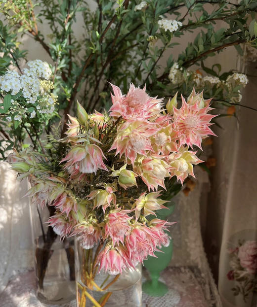 【爱与自由】国产新娘花  粉色  5枝/扎 商品图8