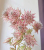 【爱与自由】国产新娘花  粉色  5枝/扎 商品缩略图5