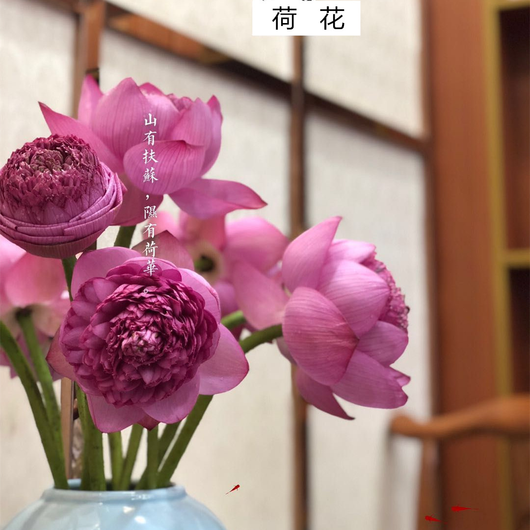 泰国进口品种蟠桃重瓣白色粉色荷花莲蓬