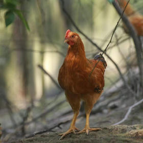 安徽黄山土鸡土鸭仔公鸡土鸡蛋顺丰包邮下单从安徽发货