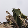 曦白【野韵雪兰】80g/盒 云南白茶散茶 商品缩略图3