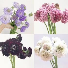 松虫草随机颜色发货