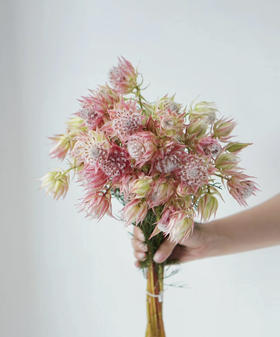 【爱与自由】国产新娘花  粉色  5枝/扎