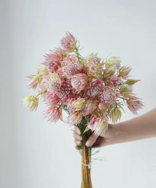 【爱与自由】国产新娘花  粉色  5枝/扎 商品图0