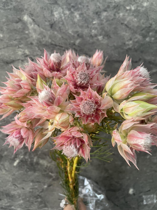 【爱与自由】国产新娘花  粉色  5枝/扎 商品图12