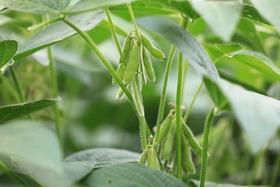 农家豆类（自留老品种、非转基因黑豆、黄豆、绿豆、红小豆）