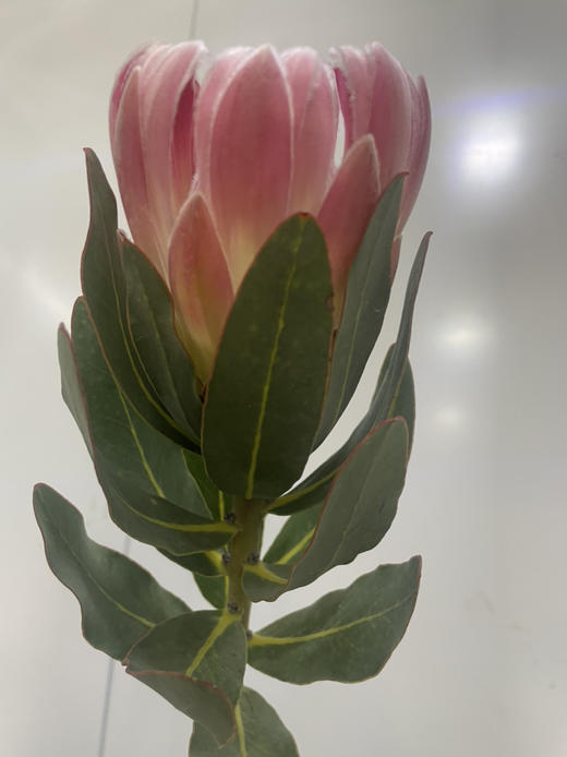 【南非公主】嘉年华-单枝  粉色 商品图4