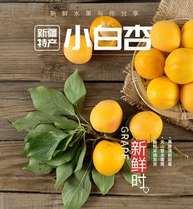 新疆轮台小白杏 树上蜂蜜 皮薄杏味浓