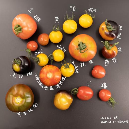 生态小西红柿 | 混搭随机 | 多口味 酸甜多汁 | 石嫣农场 * Eco-friendly Cherry Tomatoes 商品图6