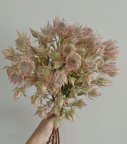 【爱与自由】国产新娘花  粉色  5枝/扎 商品图3