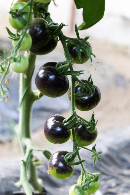 生态小西红柿 | 混搭随机 | 多口味 酸甜多汁 | 石嫣农场 * Eco-friendly Cherry Tomatoes 商品图3