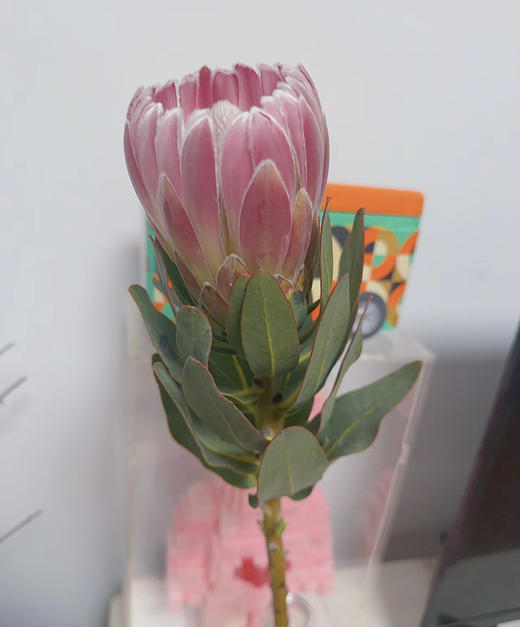 【南非公主】嘉年华-单枝  粉色 商品图1