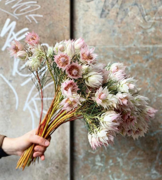 【爱与自由】国产新娘花  粉色  5枝/扎 商品图6