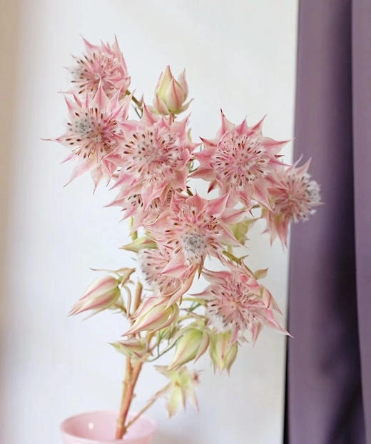 【爱与自由】国产新娘花  粉色  5枝/扎 商品图9