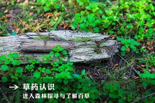 【暑假】亲子/单飞：小兴安岭6天5晚,与鹿同眠\药膳香囊\森林漂流\野外铁锅炖\红松认领\蓝莓采摘|6~13岁亲子 商品图1