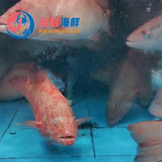 鲜活东星斑 /条 商品图0