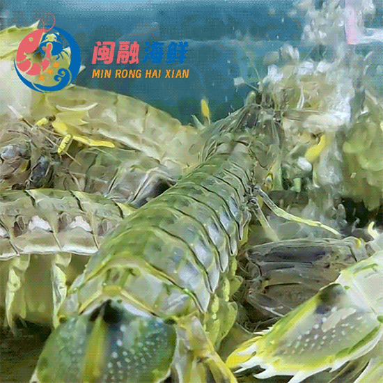 鲜活富贵虾 /只