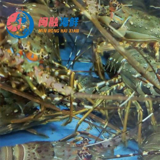 鲜活青龙 商品图0