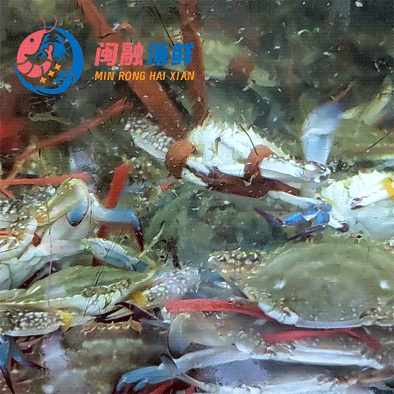 鲜活梭子蟹 /斤