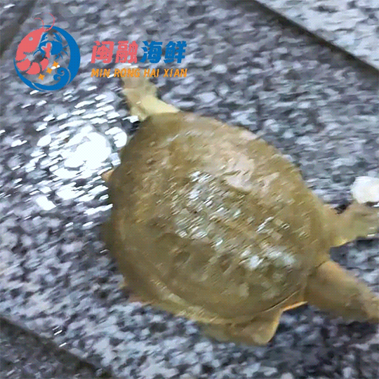 鲜活生态黄皮甲鱼 /只