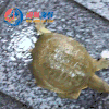 鲜活生态黄皮甲鱼 /只 商品缩略图0