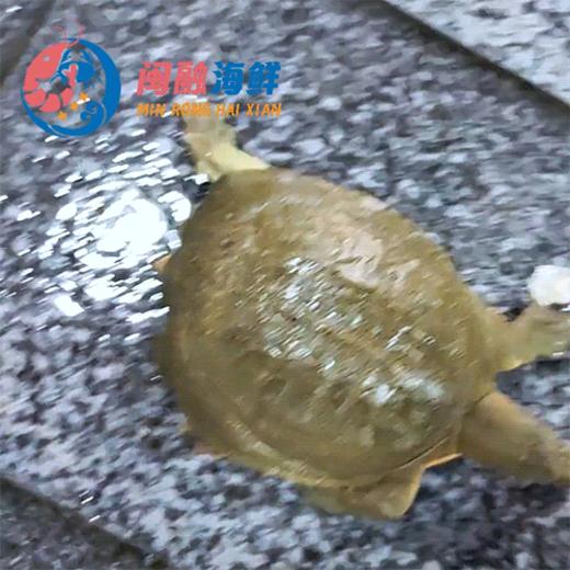 鲜活生态黄皮甲鱼 /只 商品图0