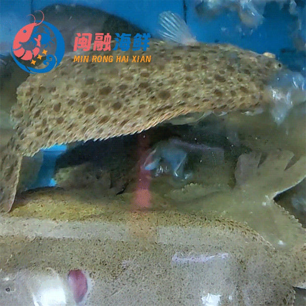 鲜活多宝鱼 /条