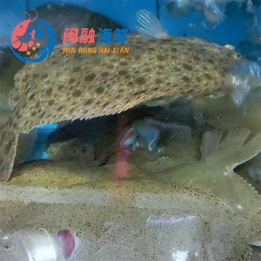 鲜活多宝鱼 /条 商品图0