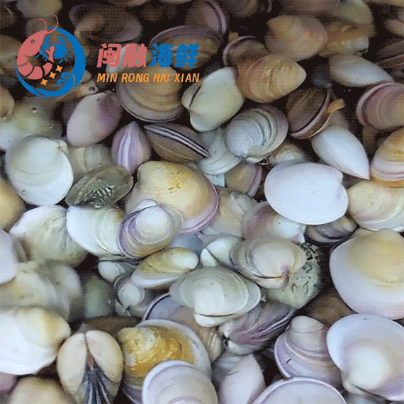 鲜活蛤蜊 /斤