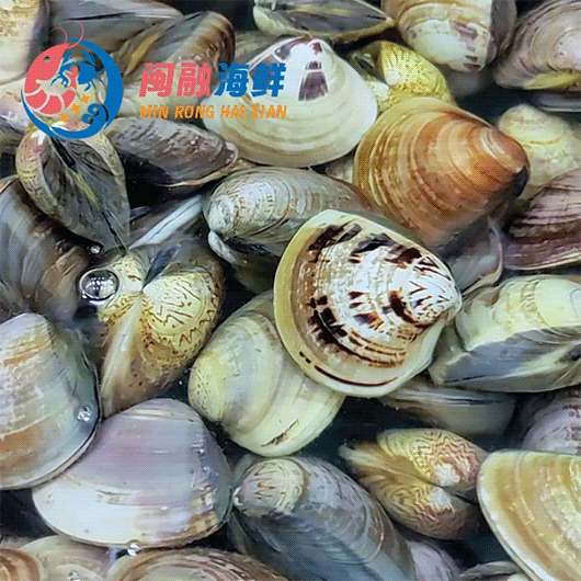 鲜活大文蛤 /斤