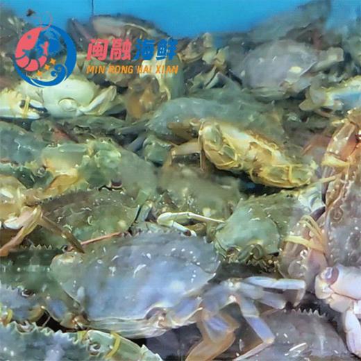 鲜活石头蟹 /斤 商品图0