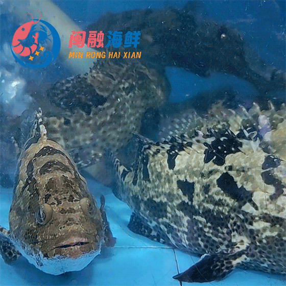 鲜活老虎斑鱼 /条