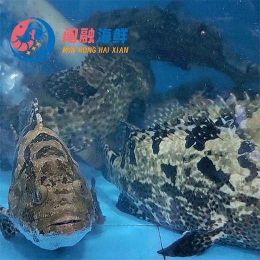 鲜活老虎斑鱼 /条 商品图0