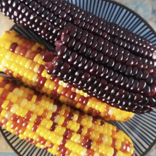 疆农家有机花玉米组合10穗/件礼盒 黑彩规格 新疆特产 美食 商品图3