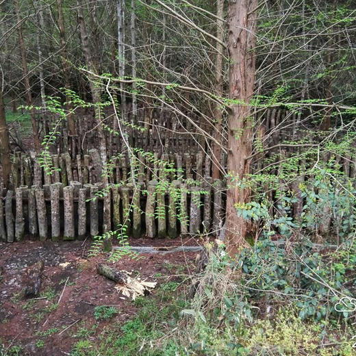 杞冠臻选 | 黄山 无农药 椴木香菇干 125g/袋 商品图6