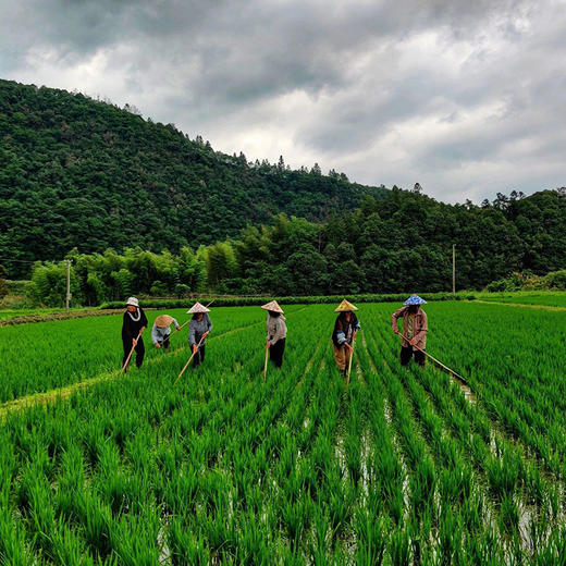 杞冠严选 | 黄山 七约农场有机种植 黑米 2023年新米 山泉水灌溉 无农药化肥黑米 2斤/10斤 商品图3
