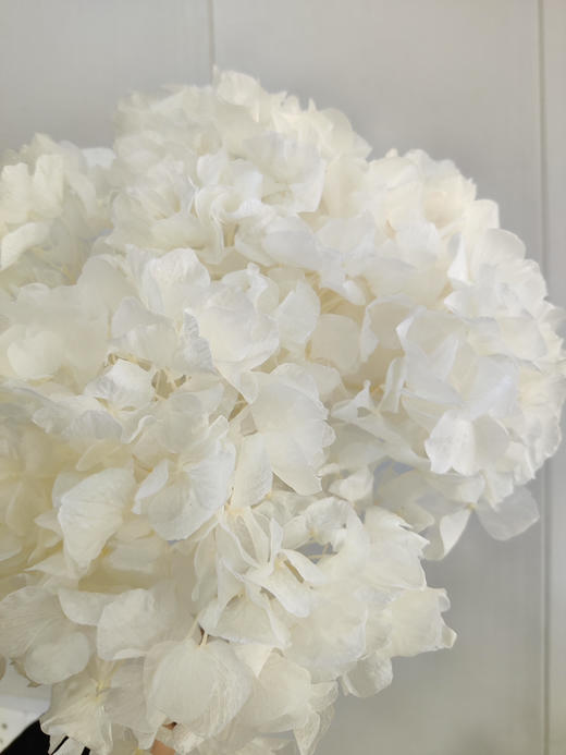 【干花~永生花】大叶绣球（白色）单枝 商品图2