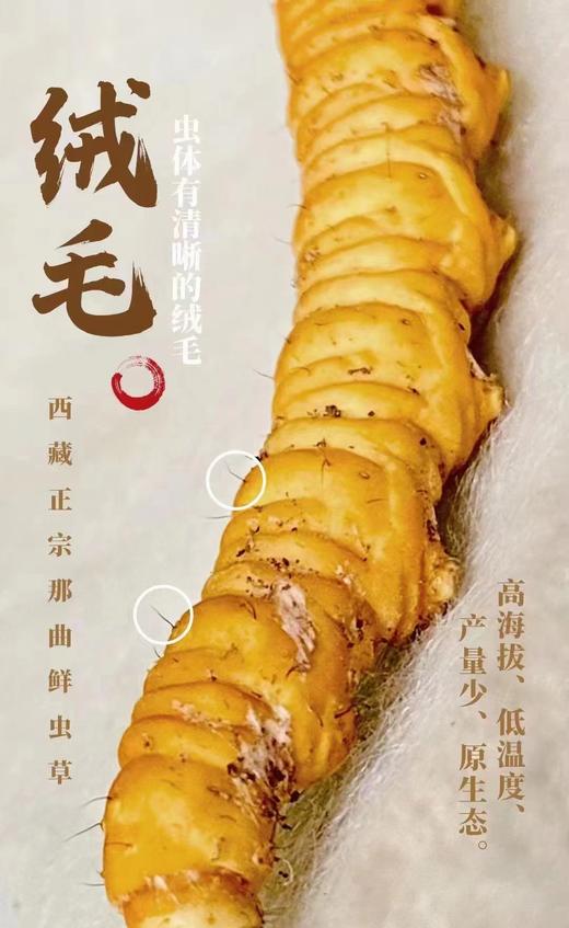 西藏那曲 新鲜虫草 商品图2