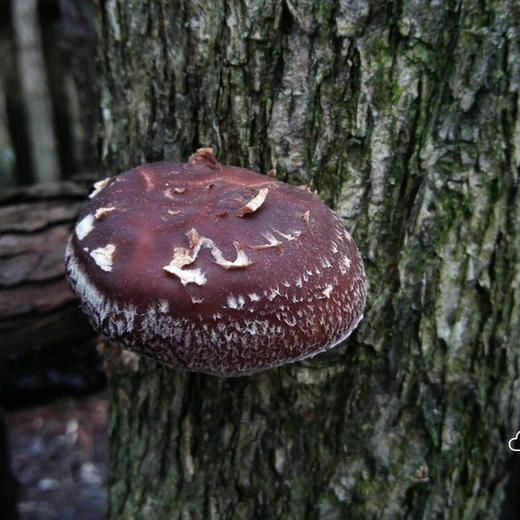 杞冠臻选 | 黄山 无农药 椴木香菇干 125g/袋 商品图3