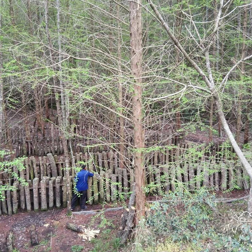 杞冠臻选 | 黄山 无农药 椴木香菇干 125g/袋 商品图7