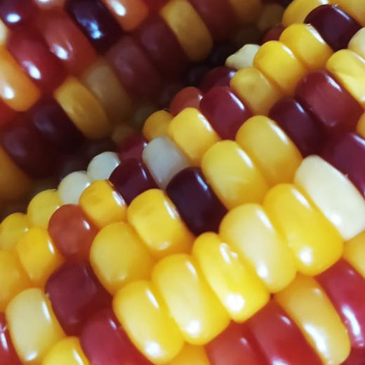 疆农家有机花玉米组合10穗/件礼盒 黑彩规格 新疆特产 美食 商品图1