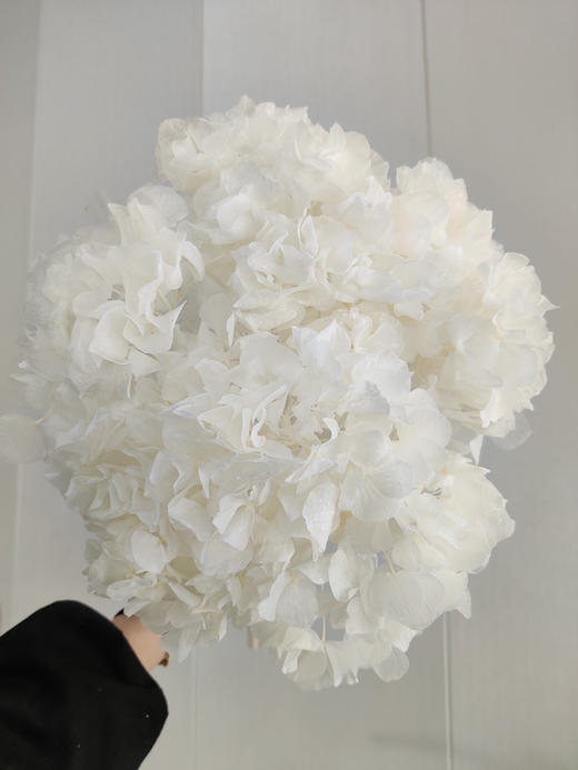 【干花~永生花】大叶绣球（白色）单枝 商品图1