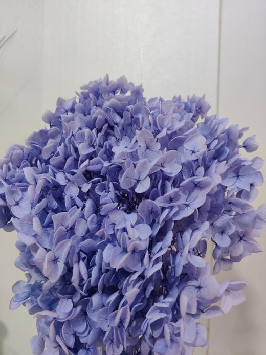【干花~永生花】绣球（蓝紫色）单枝 商品图1