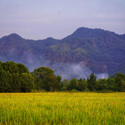 杞冠严选 | 黄山 七约农场有机种植 黑米 2023年新米 山泉水灌溉 无农药化肥黑米 2斤/10斤 商品图1