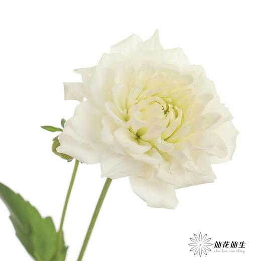 配花 | 大丽花白色（轻微折痕不售后） 商品图8
