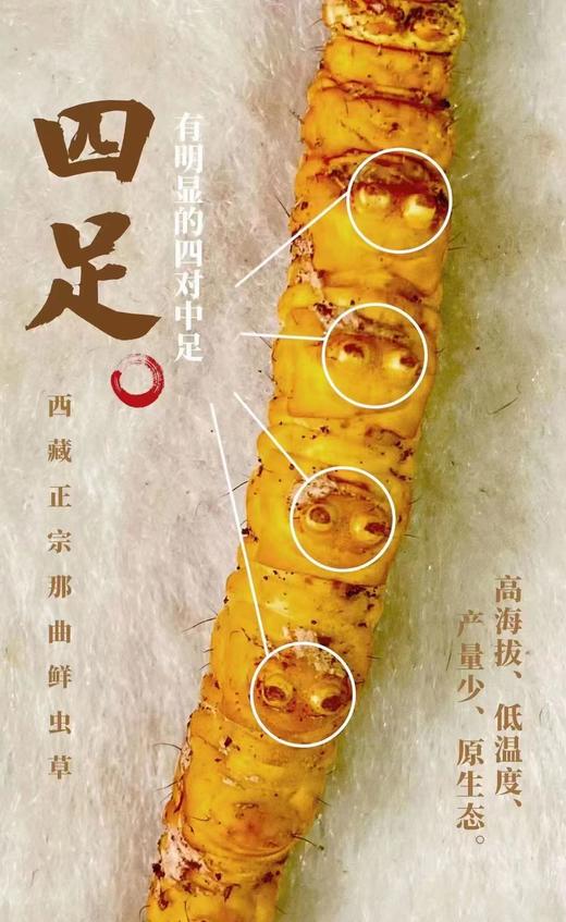 西藏那曲 新鲜虫草 商品图4