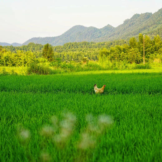 杞冠严选 | 黄山 七约农场有机种植 黑米 2023年新米 山泉水灌溉 无农药化肥黑米 2斤/10斤 商品图2