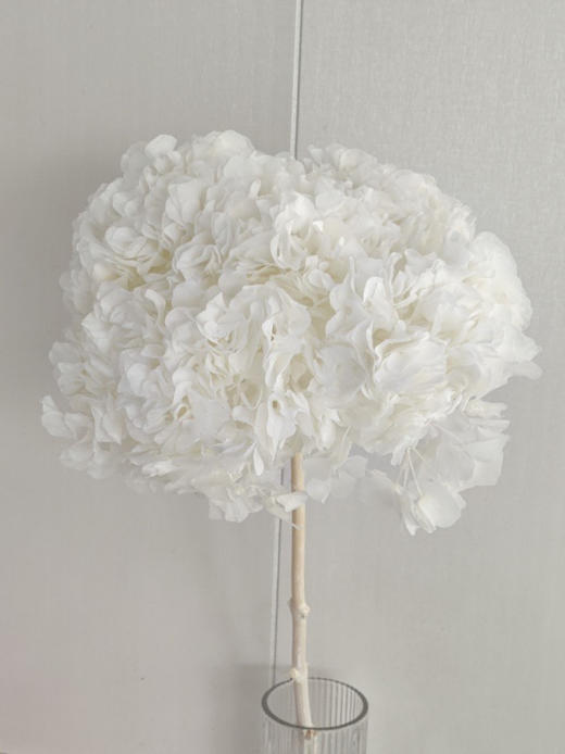【干花~永生花】大叶绣球（白色）单枝 商品图3