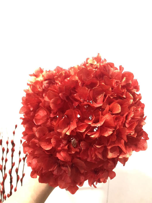 【干花~永生花】大叶绣球（红金）单枝 商品图1